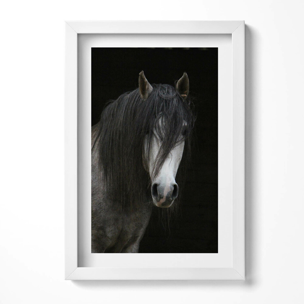 Tablou living cu rama decorativ Cap de cal gri