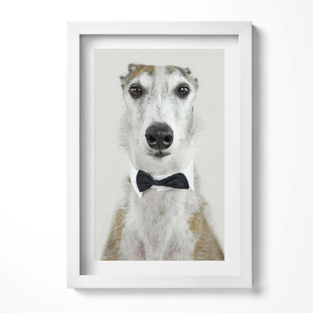 Tablou living cu rama decorativ Portretul unui câine cu papion