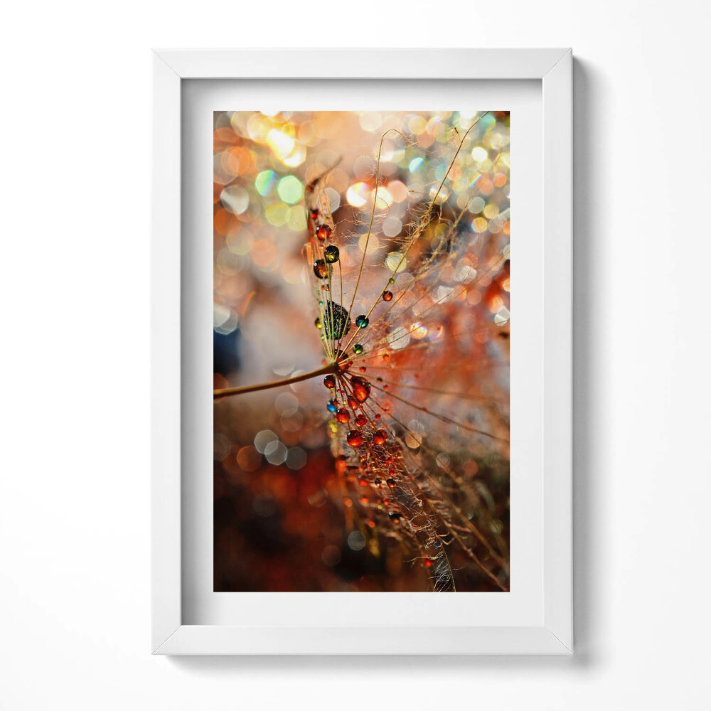 Tablou rama decorativ Păpădie și rouă