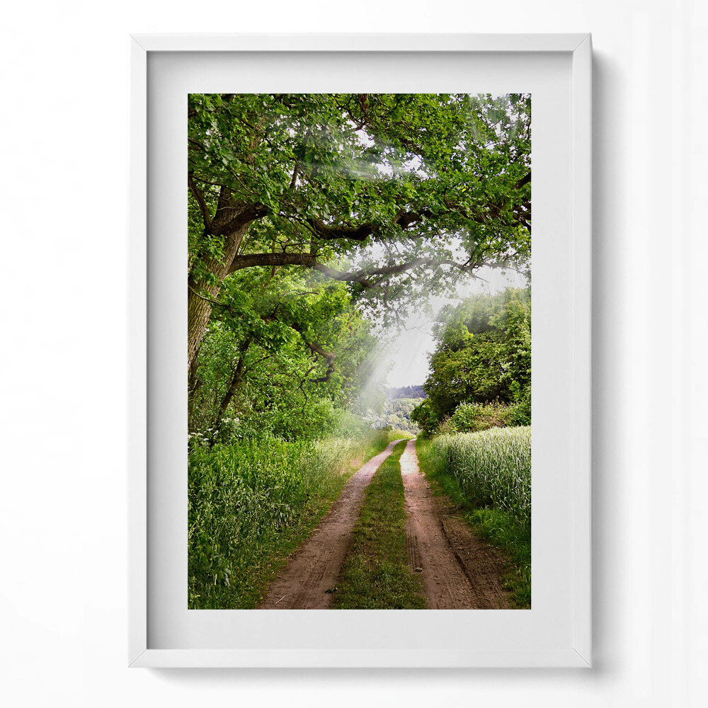 Tablou living cu rama modern Cale, copaci și raze de soare