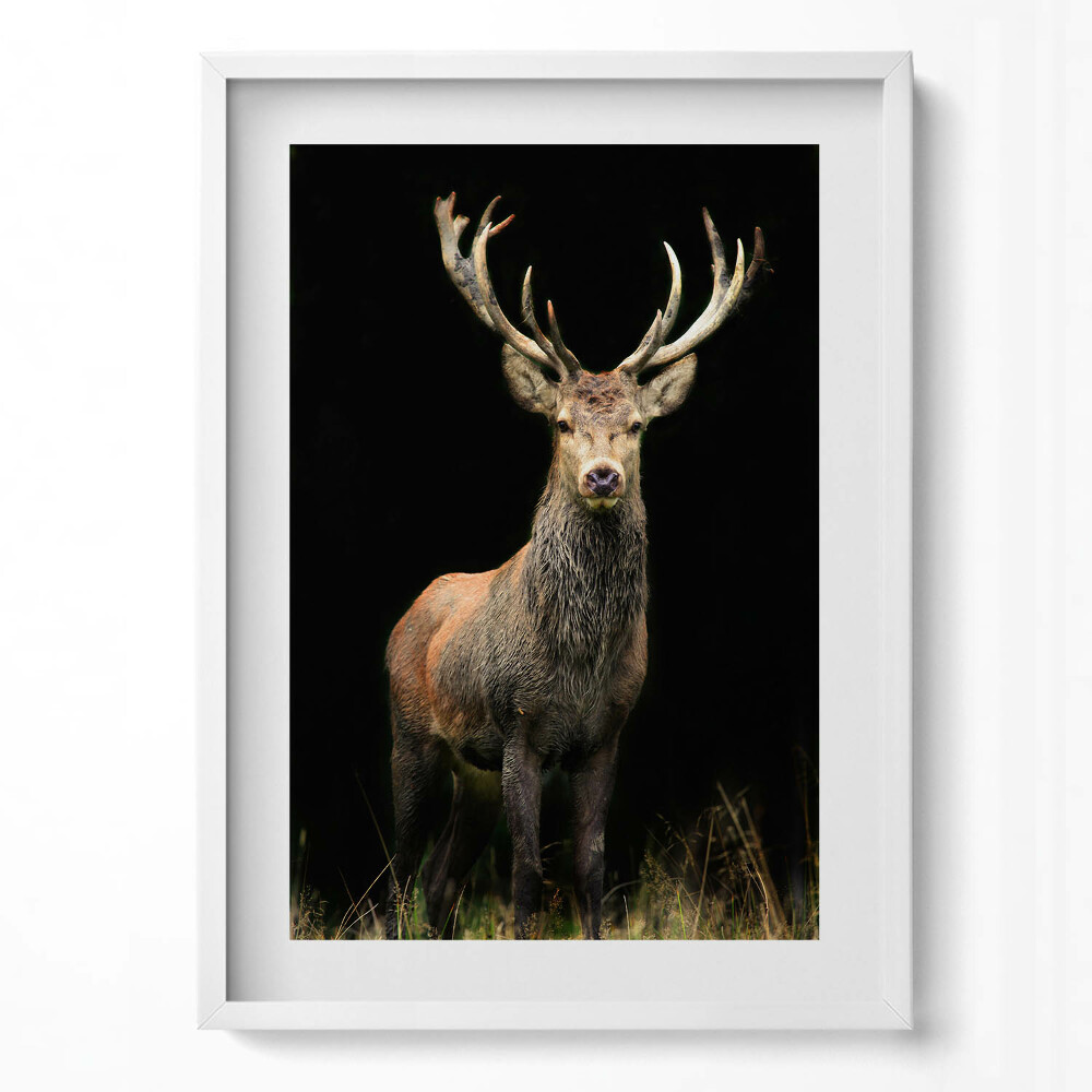 Tablou living cu rama modern Cerb pe fundal negru