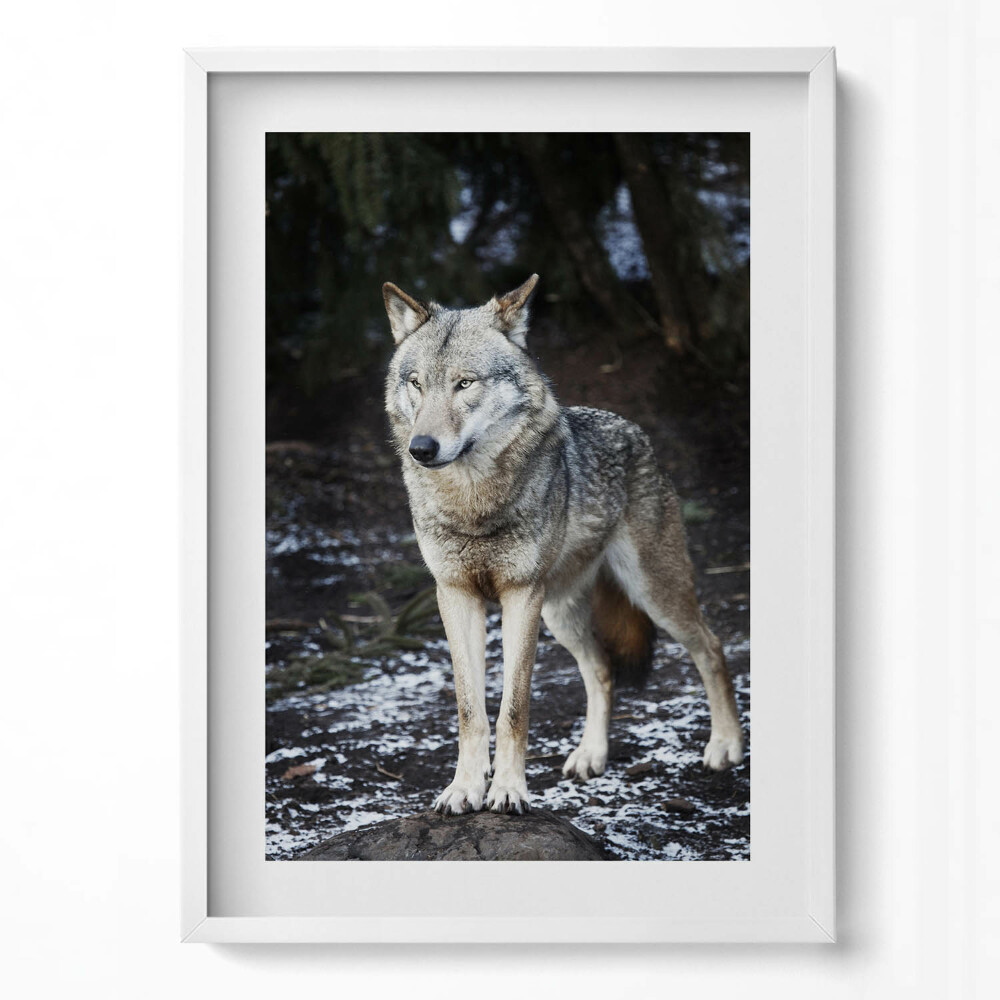 Tablou rama modern Lupul sălbatic în pădure