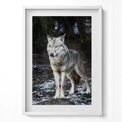 Tablou rama modern Lupul sălbatic în pădure