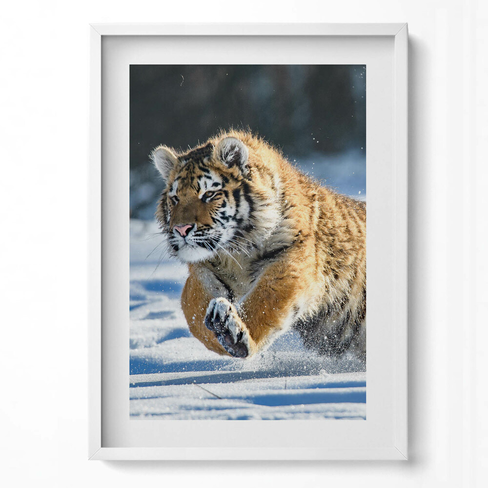 Tablou rama modern Tigru pufos în zăpadă