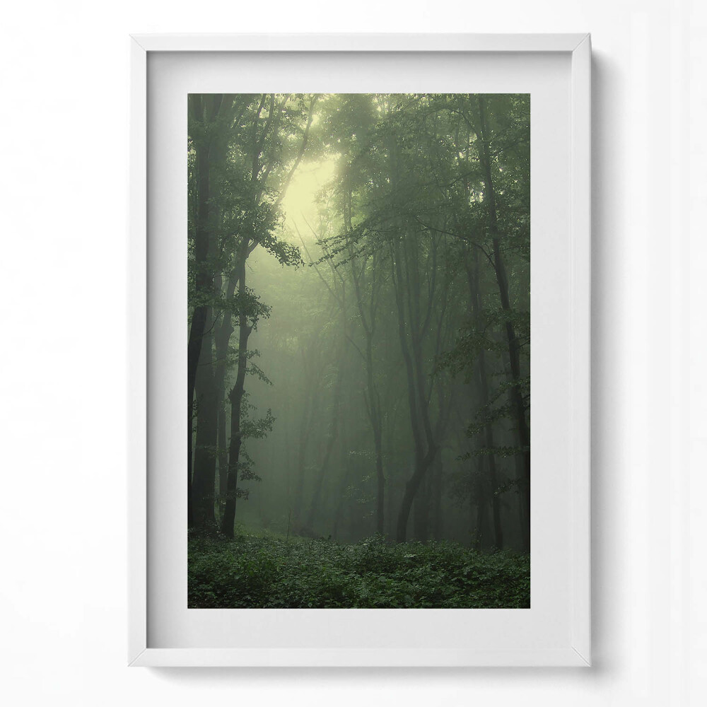 Tablou living cu rama modern Pădurea încețoșată dimineața