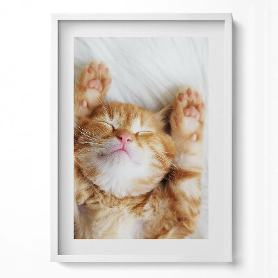 Tablou living cu rama modern Pisicuță adormită
