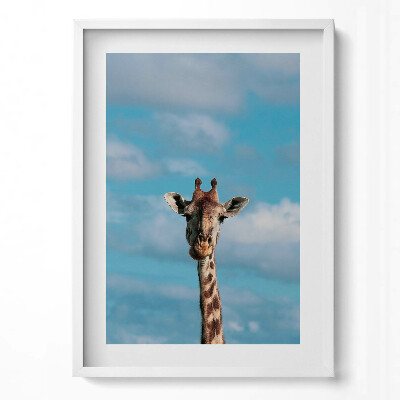 Tablou rama modern Cap de girafă pe cer
