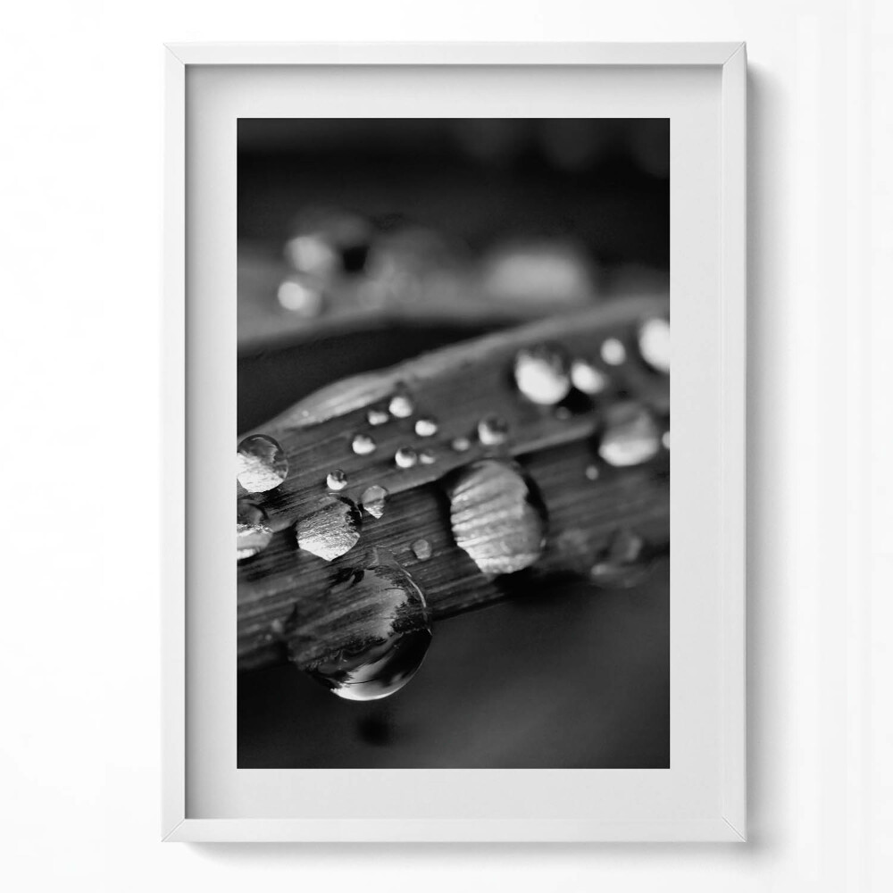 Tablou rama modern Frunză de Rosa Alb-Negru