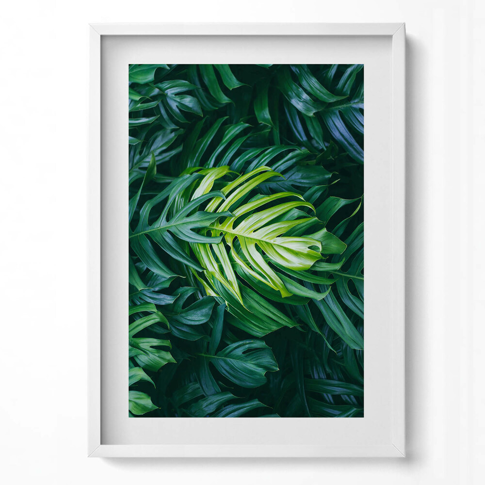 Tablou living cu rama modern Frunze de Monstera sălbatică