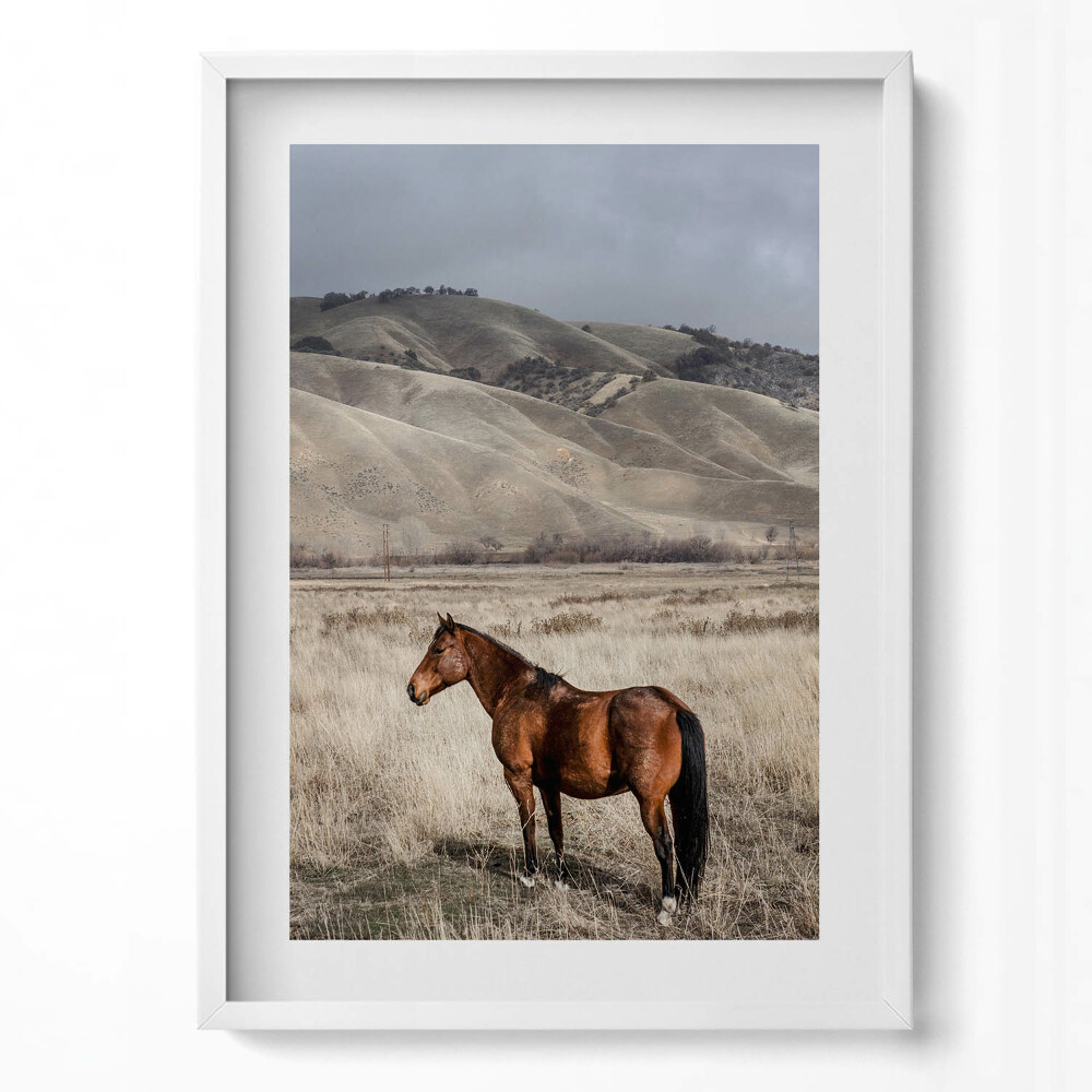 Tablou living cu rama modern Un cal călare printre iarbă