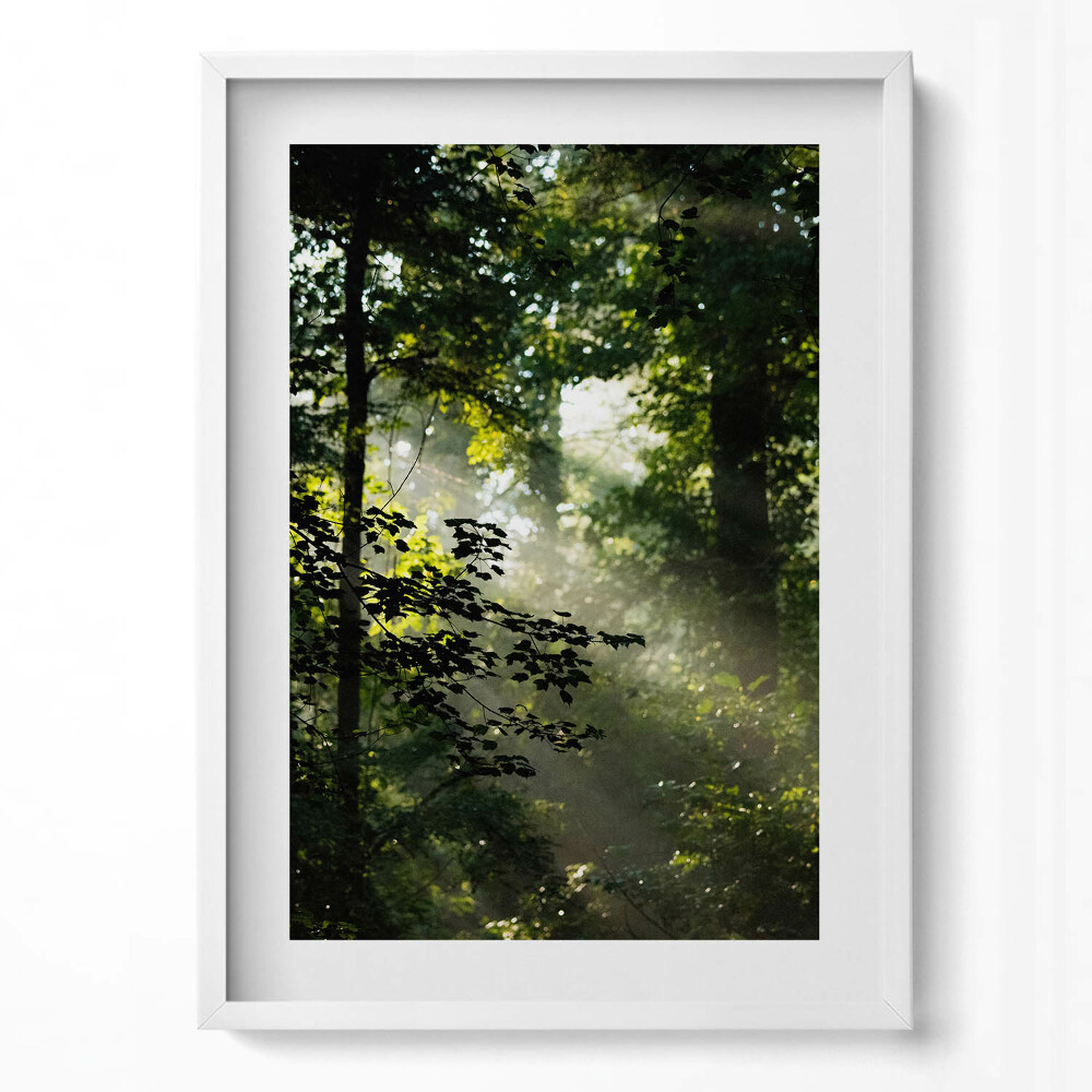 Tablou living cu rama modern Razele soarelui și copacii