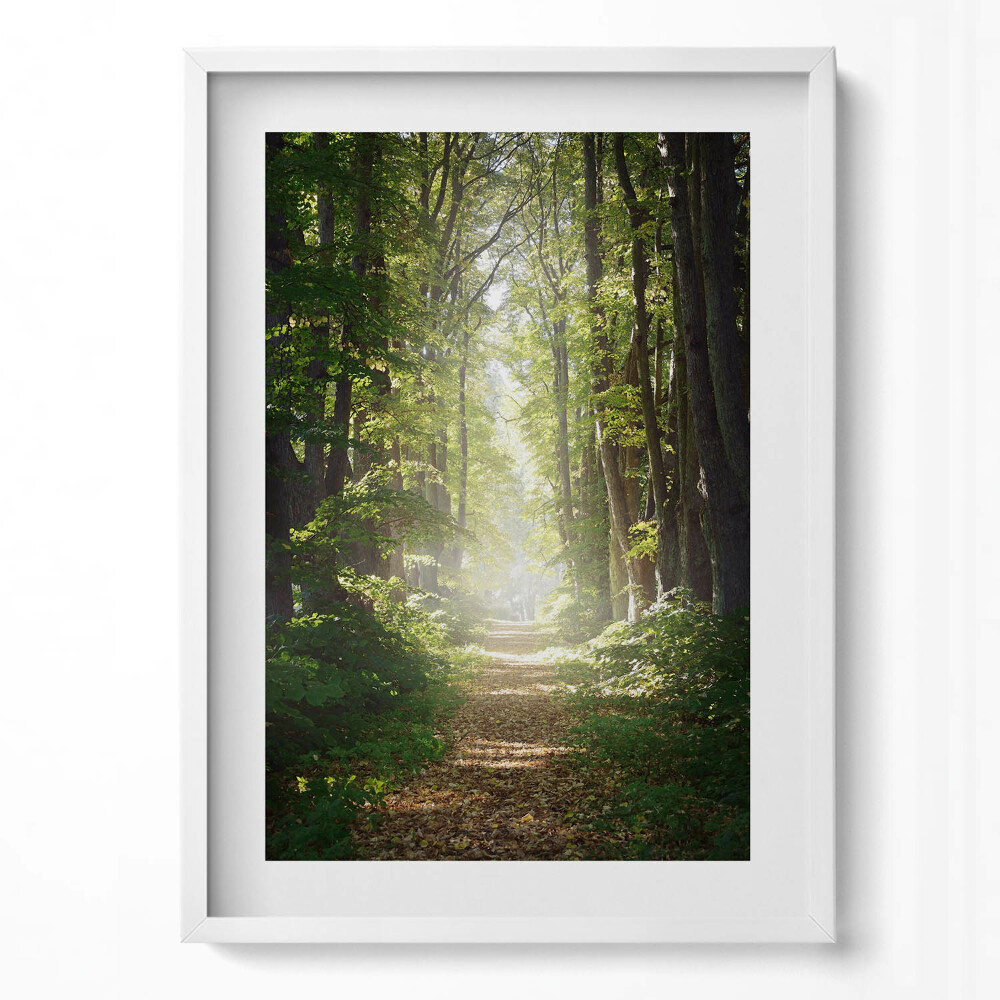 Tablou rama modern Drum forestier printre copaci