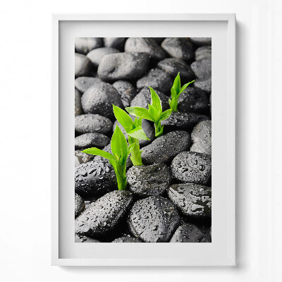 Tablou living cu rama modern Plante verzi pe pietre ude