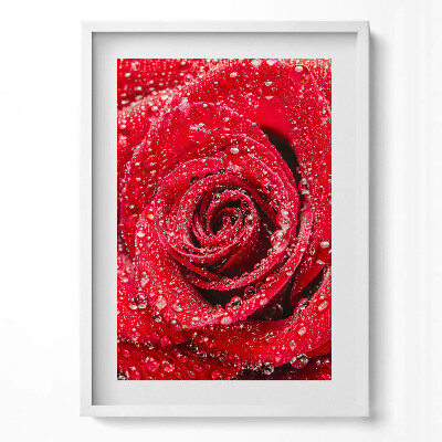 Tablou rama modern Rouă pe petalele unui trandafir roșu