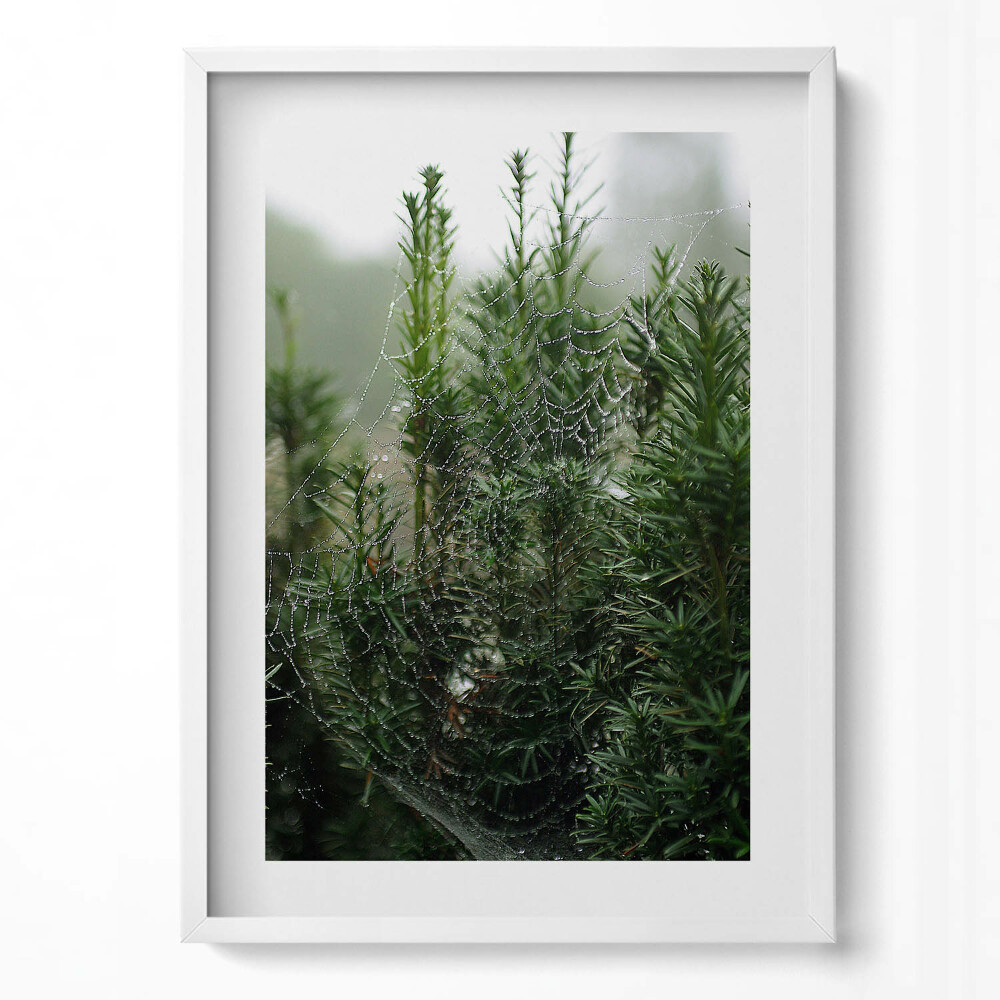 Tablou rama modern Pânză de păianjen cu rouă pe un copac