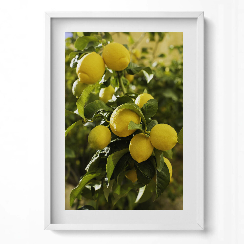 Tablou living cu rama modern Lămâi coapte siciliene