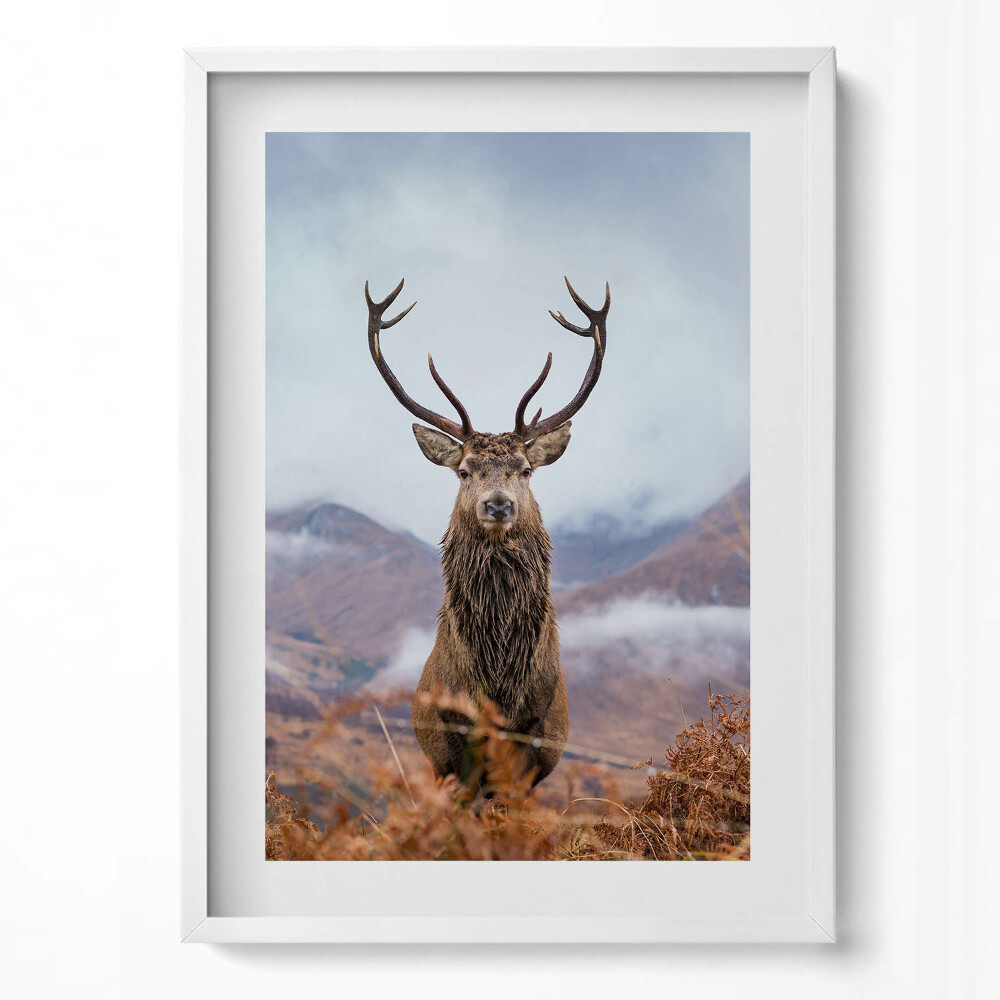 Tablou living cu rama modern Un cerb într-o poiană de munte