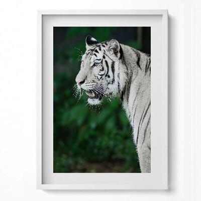 Tablou living cu rama modern Tigru alb în junglă