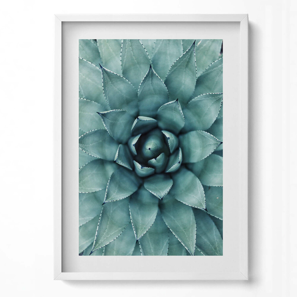 Tablou living cu rama modern Plantă suculentă verde
