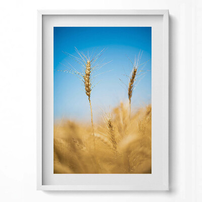 Tablou rama modern Șuvițe de porumb pe cer