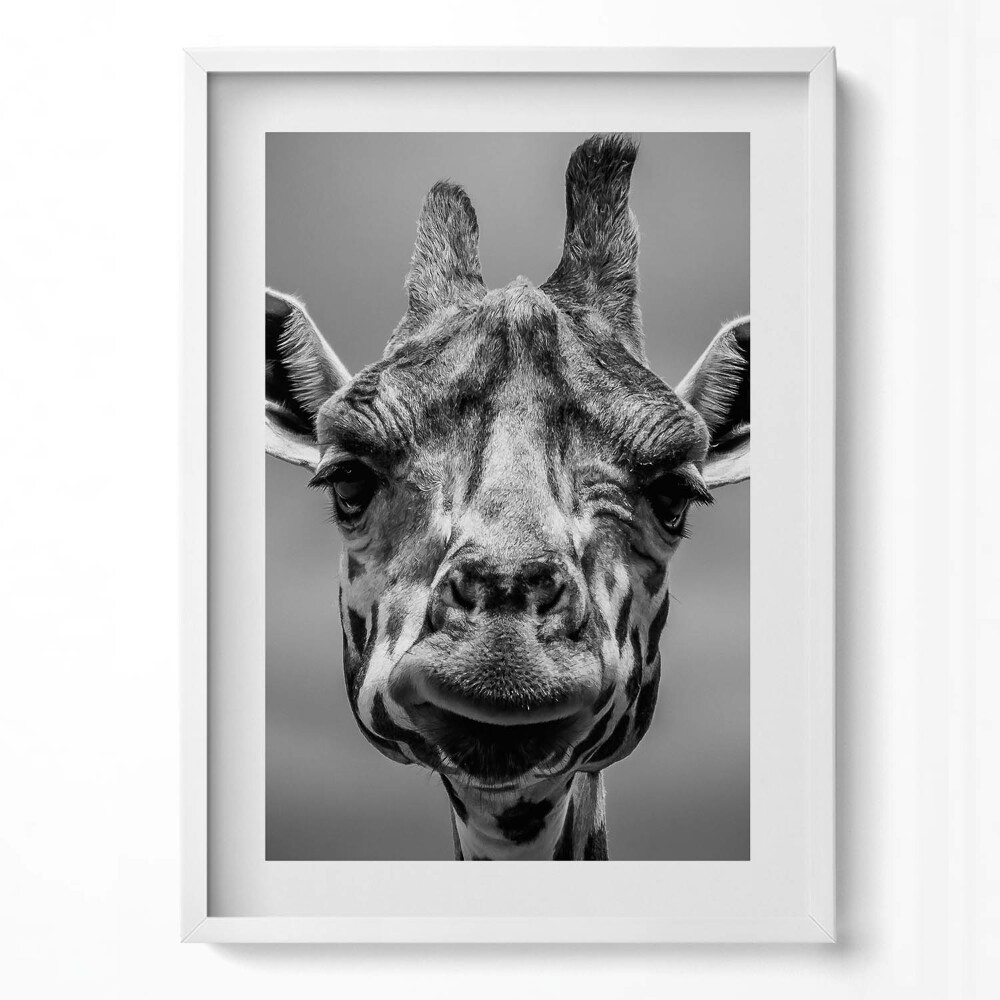 Tablou living cu rama modern Cap de girafă alb-negru