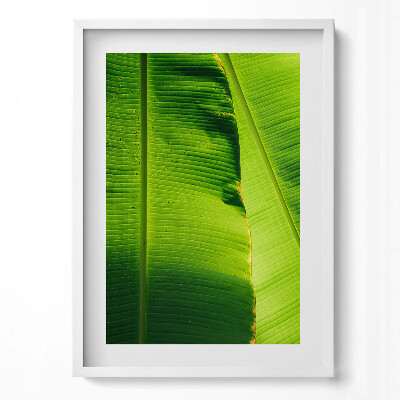 Tablou living cu rama modern Frunze verzi de bananier la soare