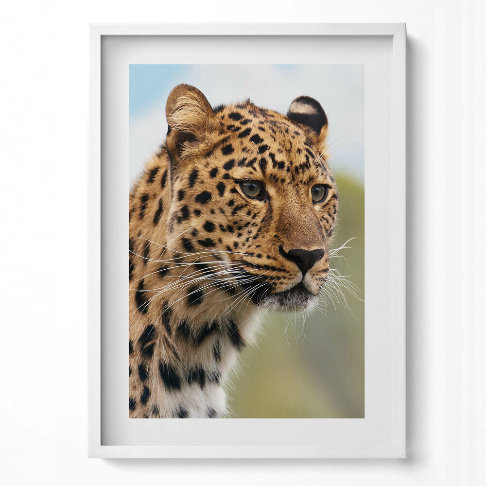 Tablou living cu rama modern Cap de pisică de animal sălbatic