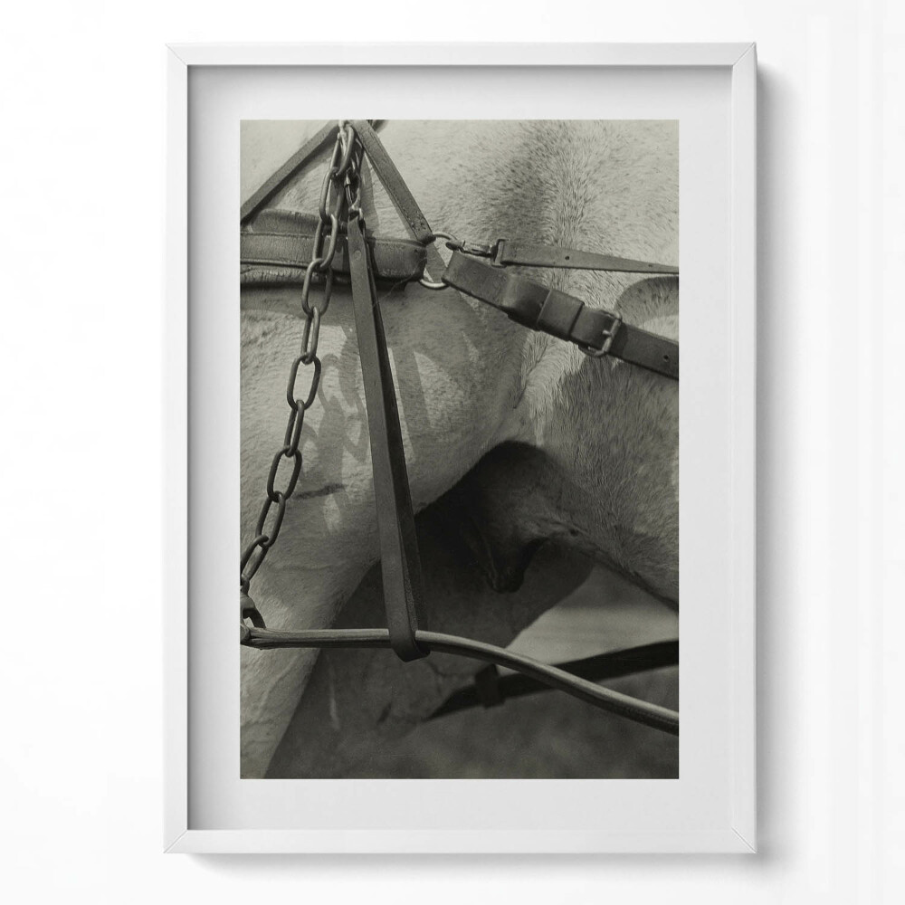 Tablou rama modern Prim-plan al unui ham de cal