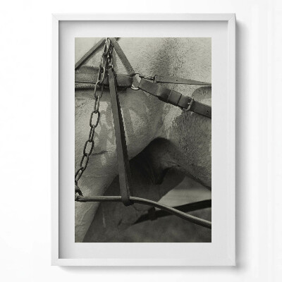 Tablou rama modern Prim-plan al unui ham de cal