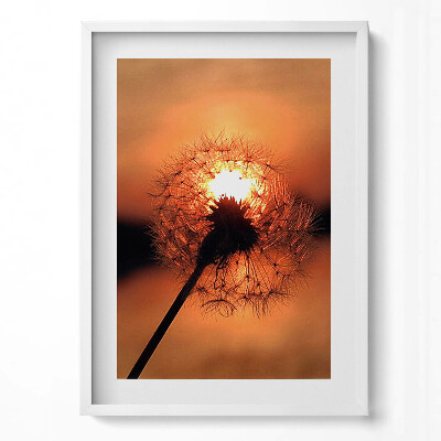 Tablou living cu rama modern Păpădie la apus