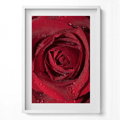 Tablou rama modern Prim-plan al unui trandafir roșu în rouă