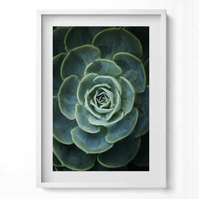 Tablou rama modern Plantă suculentă verde