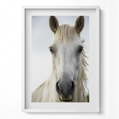 Tablou rama modern Cap de cal alb