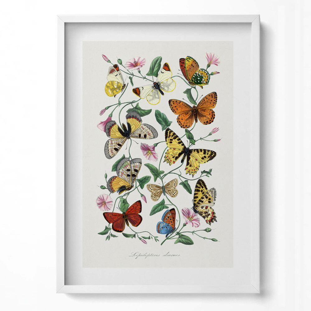 Tablou living cu rama modern Fluturi de poster vechi vintage