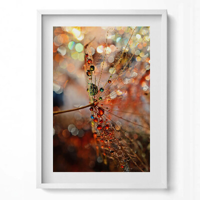 Tablou rama modern Păpădie și rouă