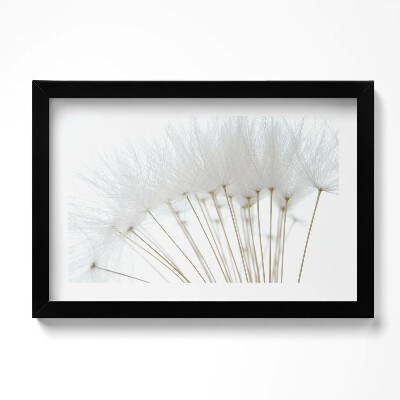 Tablou rama original Păpădii albe