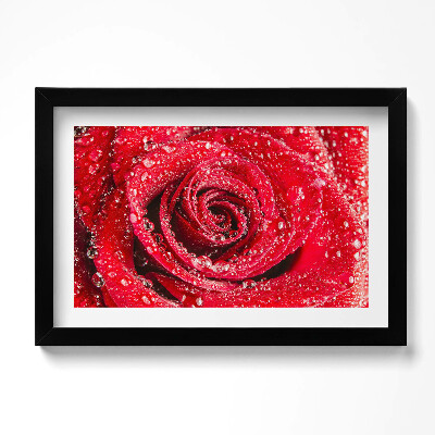 Tablou rama original Rouă pe petalele unui trandafir roșu