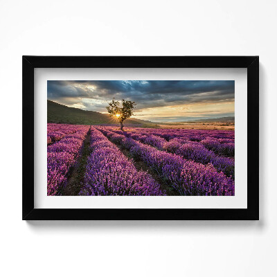 Tablou living cu rama original Peisaj de câmp de lavandă