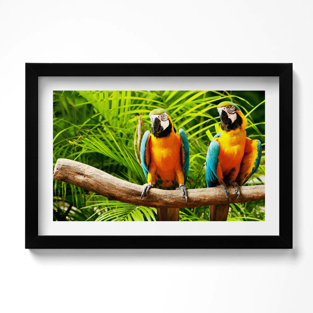 Tablou living cu rama original Doi papagali macaw colorați în junglă