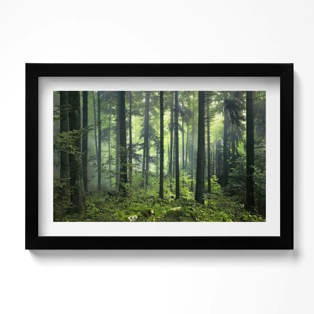 Tablou living cu rama original Peisaj de copaci și vegetație forestieră