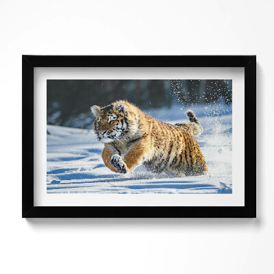 Tablou living cu rama original Tigru pufos în zăpadă