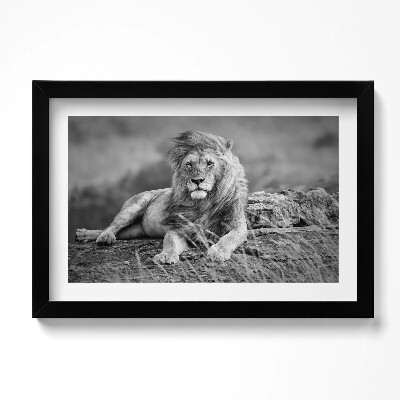 Tablou living cu rama original Leul animal maiestuos