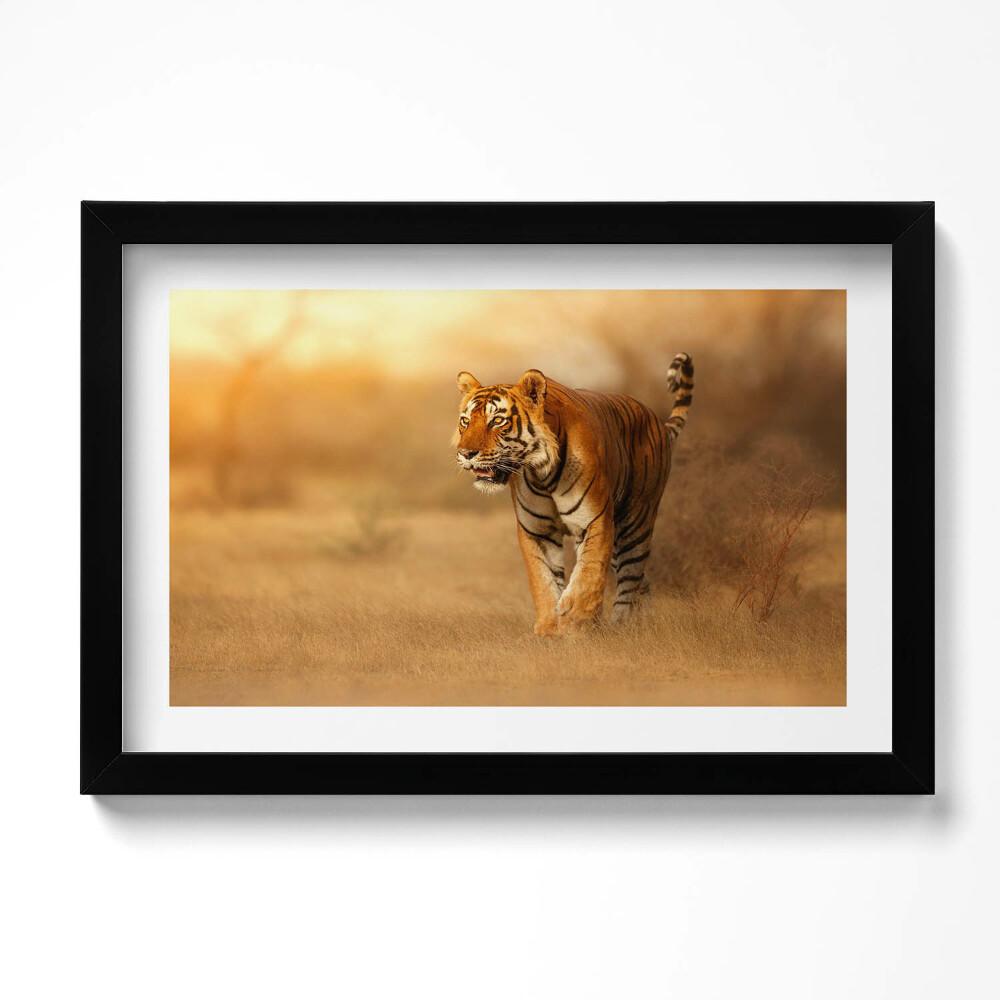 Tablou rama original Tigru sălbatic la vânătoare