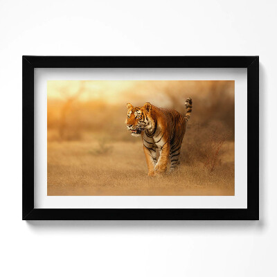 Tablou rama original Tigru sălbatic la vânătoare