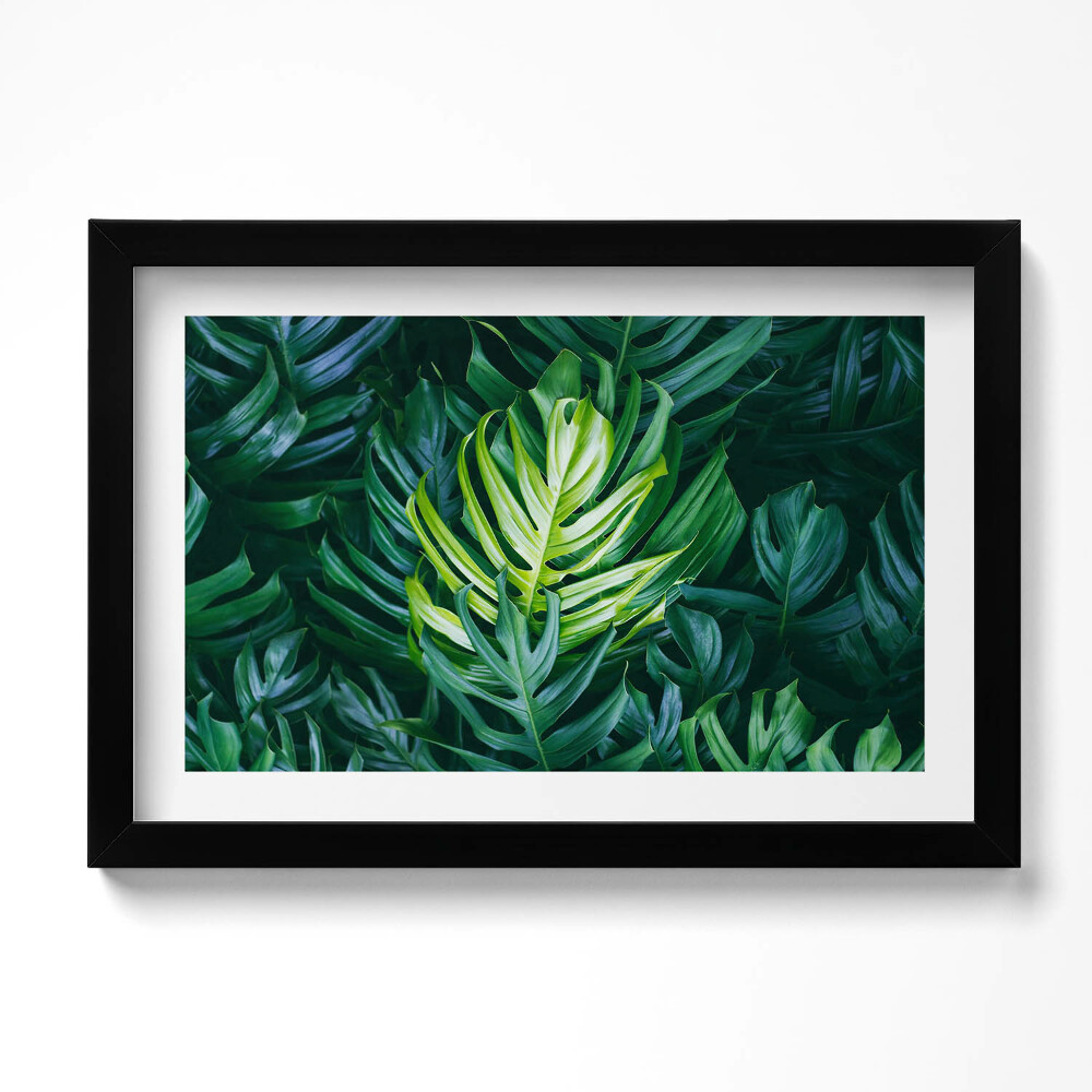 Tablou living cu rama original Natură tropicală - frunze de monstera