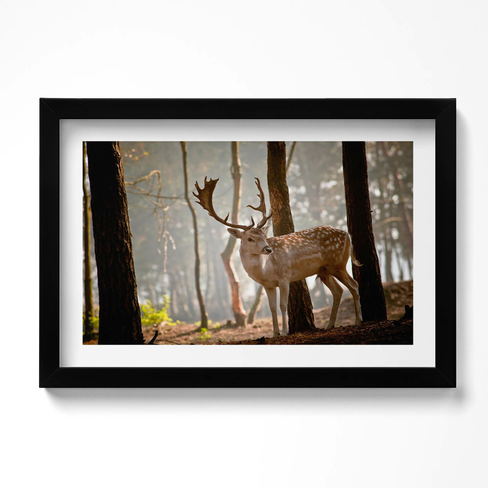 Tablou living cu rama original Cerbi în strălucirea soarelui care răsare