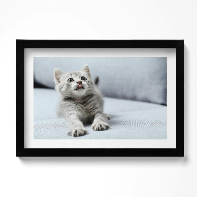 Tablou rama original Pisicuță adorabilă pe canapea