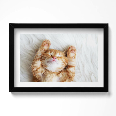 Tablou rama original Pisicuță adormită