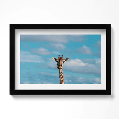Tablou living cu rama original Cap de girafă pe cer