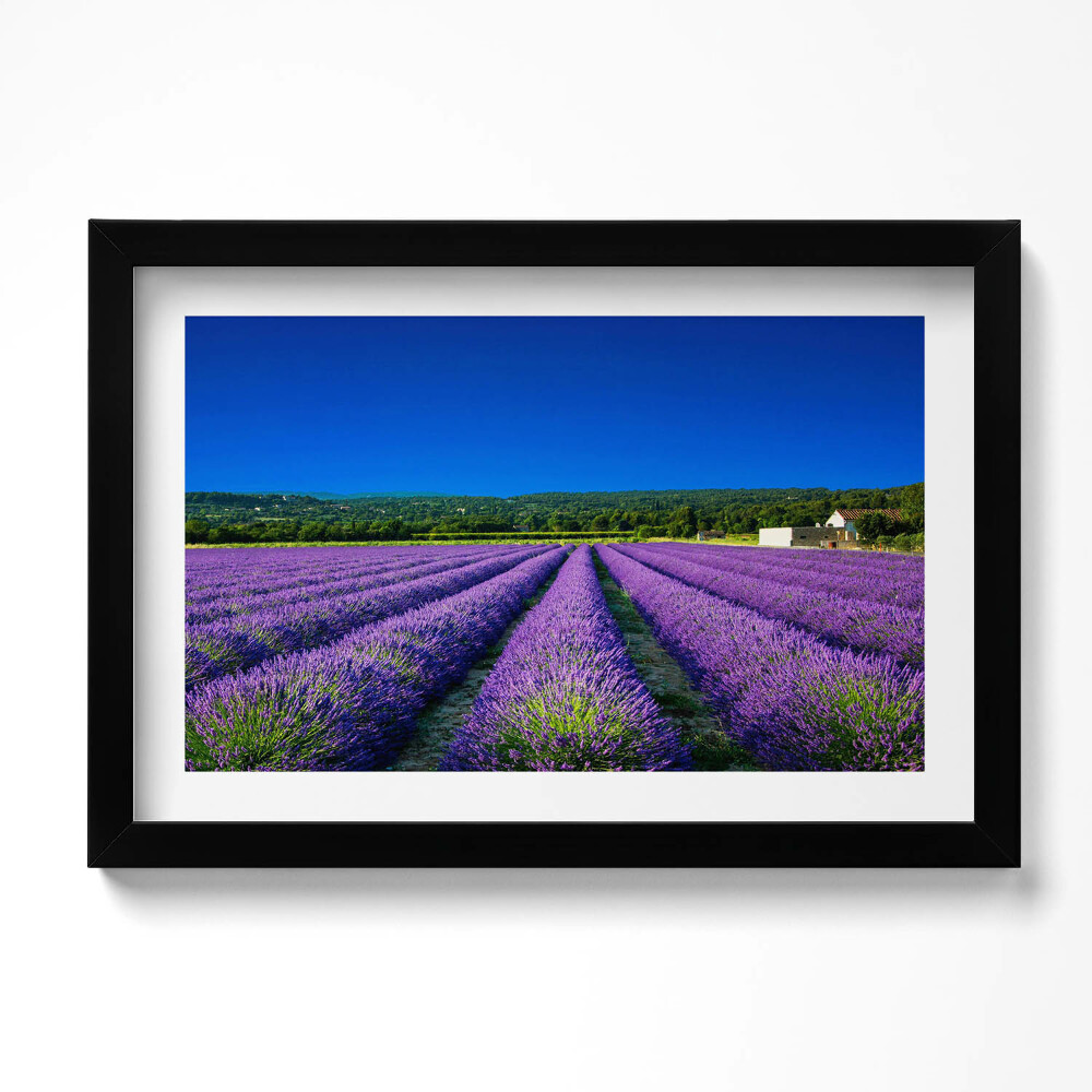 Tablou rama original Câmp de lavandă în Provence